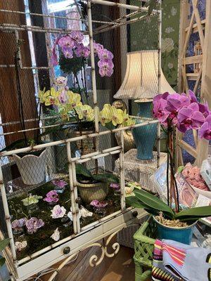 Lovely orchid display at Caspari store 6/2023