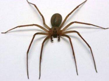 Brown Recluse spider