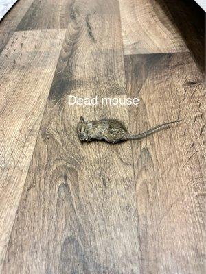 Dead mouse