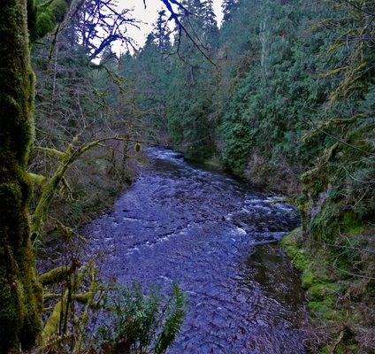 Eagle Fern Park