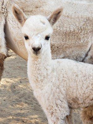 A Simpler Time Alpaca Farm And Mill