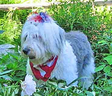 Brie (Old English Sheepdog) sniffing flowers