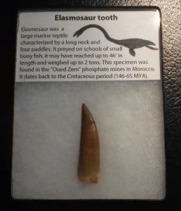 Plesiosaur Tooth From  Early Cretaceous ago ( 90 million years ago  )