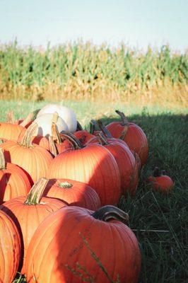 Pumpkins for Sale