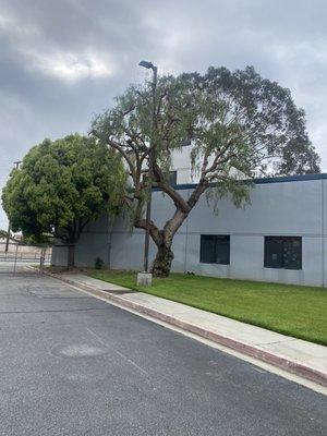 Pepper tree trimmed at Alhambra hospital