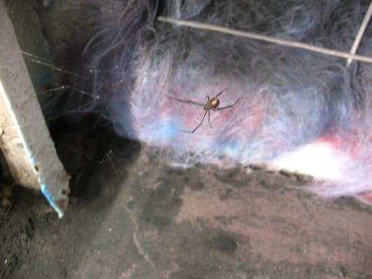 theres a spider in that paint job!! opps