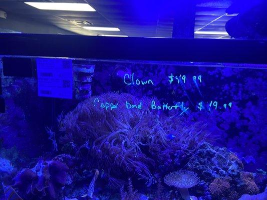 Clown fish prices (sorry, only photo I snapped)