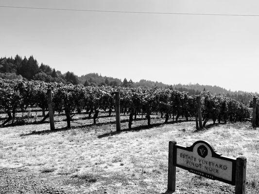 Elk Cove Vineyards