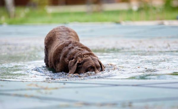 Wherever your animal is at ease is where Dawn goes.  She even loves capturing snorkeling canines...