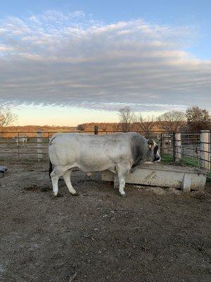 Piedmontese bull