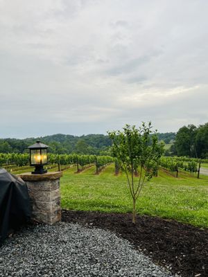 View of the vines