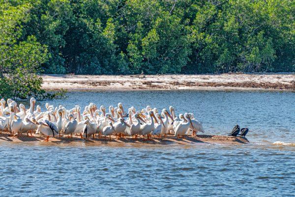 White pelicans