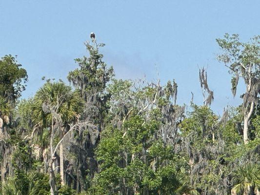 Bald Eagle