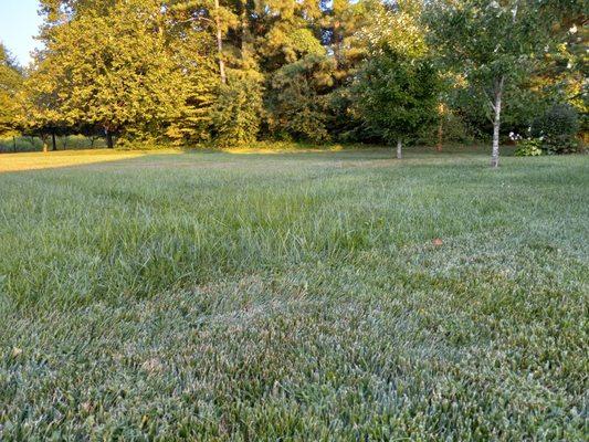 This is a half fast job!  This freshly cut grass is longer that the City allows.