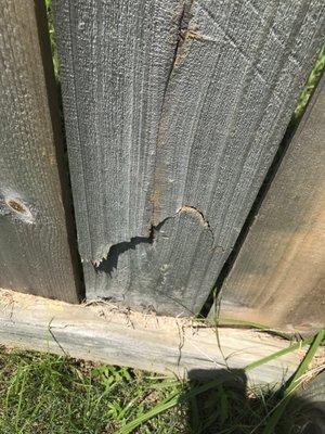 Broken fence