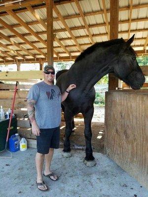 Equine Dentistry Vincent Ferry