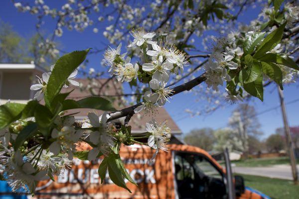 Bright sun on pure white,
 
 Fragrance through opened windows,
 
  Spring cherry blossoms