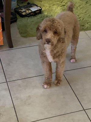 Mariah (Labradoodle) front view