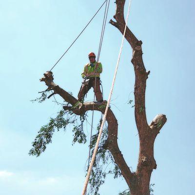 Perea Tree Pruning