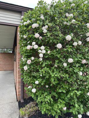 Viburnum Bush