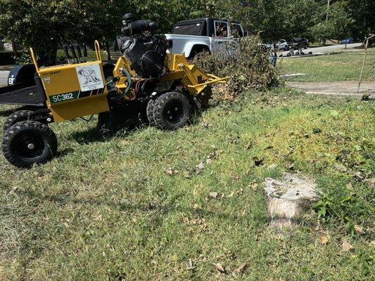 trimming and stump removal work!