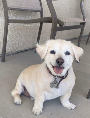 MR. PEEPS looking fresh after his grooming appointment