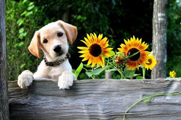 Sunflower Veterinary Service