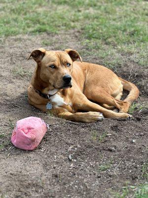 Eva lounging in the yard after a hard day of play at daycare!