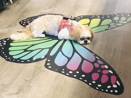 Mocha Coconut as a sleepy butterfly trying to feel the cool of the floor. It was a scorcher out!