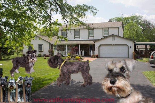 Cathys Miniature Schnauzers