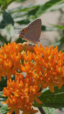 Milkweed