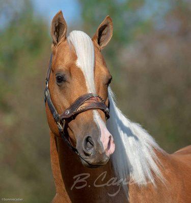 Nashwa Farms loves horses and their owners