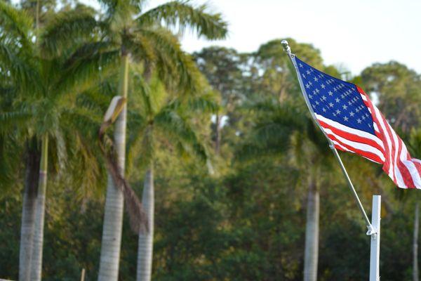 Palm Beach Sunflowers