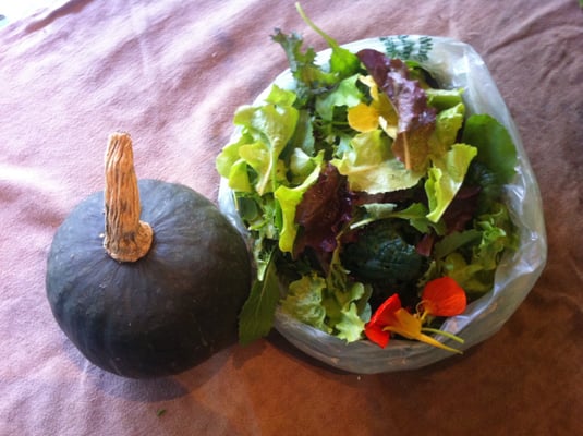 SAMPLE FALL MINI SHARE - WINTER SQUASH AND MESCLUN