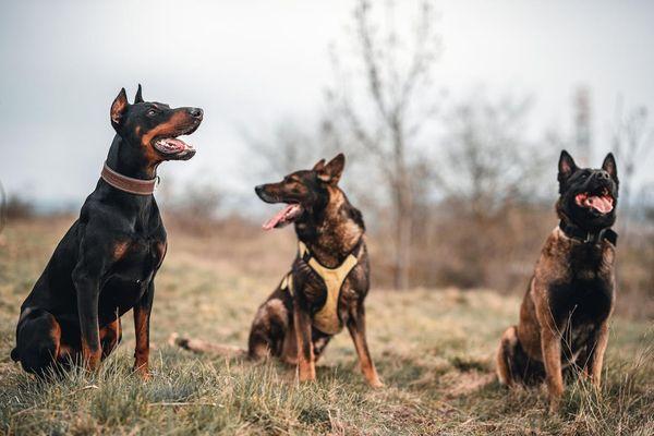 Precision Protection Dogs