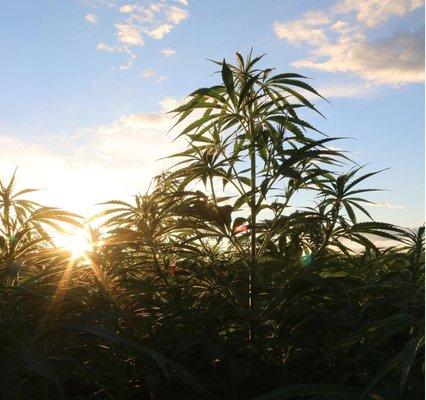 Plants growing at the farm in Woodburn, near Portland and Salem