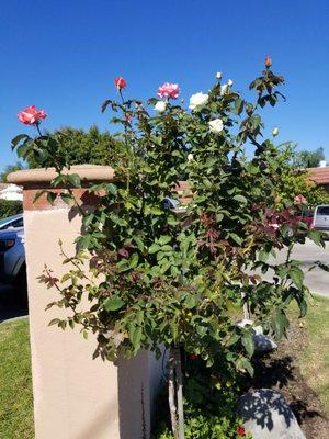 A rose bush with 2 colors!