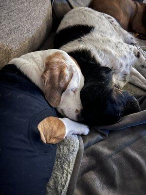 Ziggy comforting Suzie Q while she recovers.