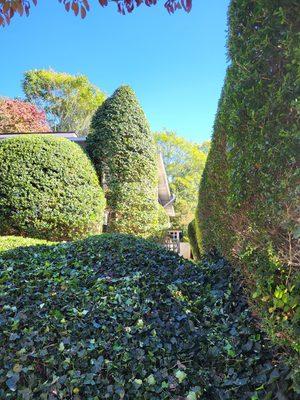 Hedge and ivy trimming.