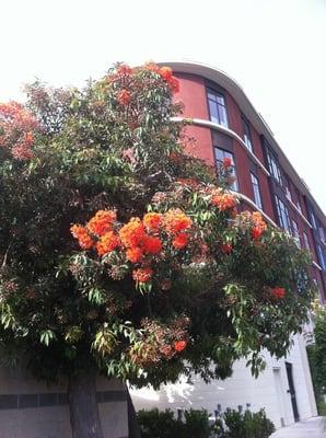 Summery flowering Emeryville.