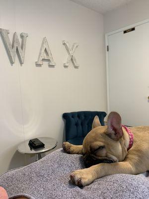 Wax studio mascot, Leia the frenchie taking a snooze on a client. She's the best!