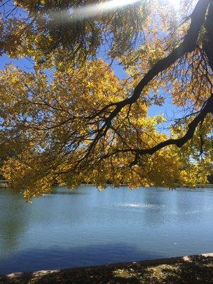 Autumn leaves overlooking the lake.