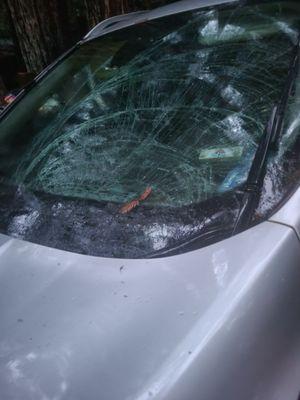 Windshield smash by tree