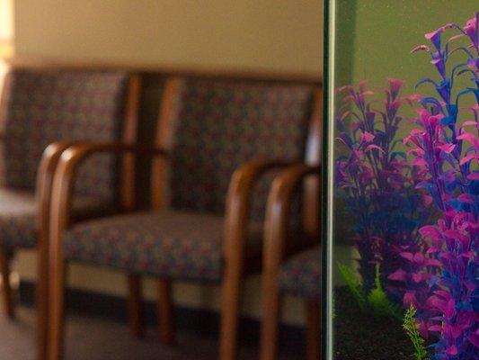 A colorful aquarium brings life to the waiting room.