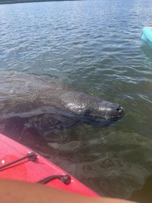 Manatee up close!