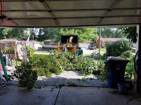 Lagos Tree Service