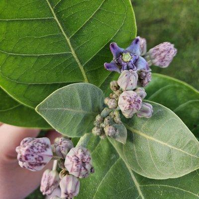 Crown Flowers. Puakalaunu, a favorite of Queen Liliuokalani.