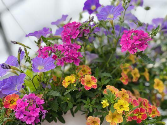 Beautiful hanging flower baskets in 4 sizes, available mid-April while supplies last at Keil's Greenhouse in Swanton, OH.