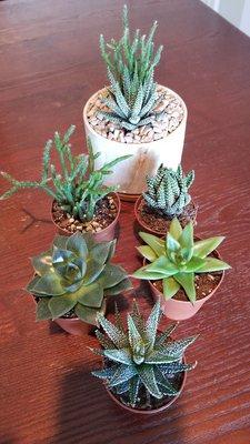 Beautiful succulents