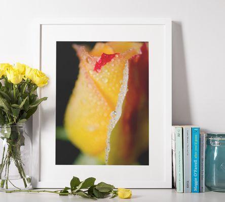 Yellow Flower Poster: Dew on Yellow Rose - Botanical / Floral / Flora /  Nature Photograph - Loose / Frameable / Unframed Wall Art Print